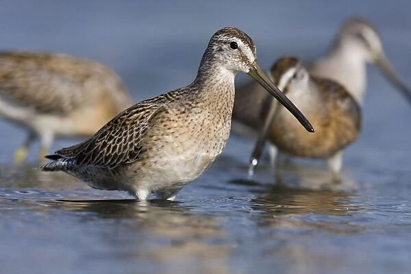 Short-billed Dowitcher - in September at Jamaica Bay NWR, NY, USA