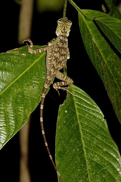 Short-crested forest dragon is asleep on a leaf in the undegrowth of the primary rainforest in river Danum Vallley Conservation Area, typical night scene; Sabah, Borneo, Malaysia; June. Ma39. 3229