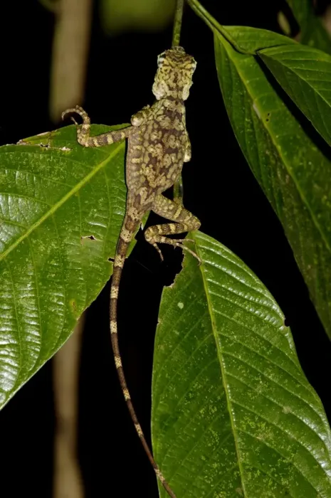 Framed Print : Short-crested forest dragon is asleep on a leaf in the undegrowth of the primary rainforest in river Danum Vallley Conservation Area, typical night scene; Sabah, Borneo, Malaysia; June. Ma39. 3229 Framed Print : Short-crested forest dragon is asleep on a leaf in the undegrowth of the primary rainforest in river Danum Vallley Conservation Area, typical night scene; Sabah, Borneo, Malaysia; June. Ma39. 3229