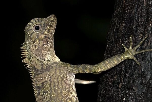 Short-crested Forest Dragon, close up of head - climbing tree, Danum Valley, Borneo