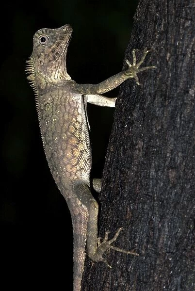 Short-crested Forest Dragon on tree trunk, Danum Valley, Borneo