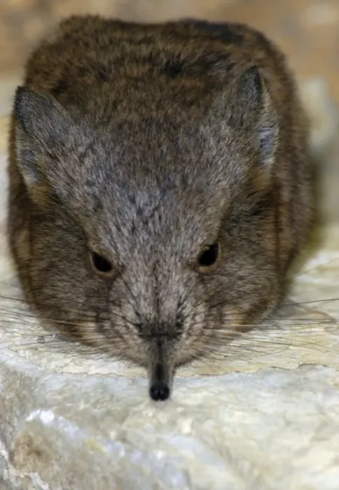Framed Print : Short-eared Elephant shrew Framed Print : Short-eared Elephant shrew