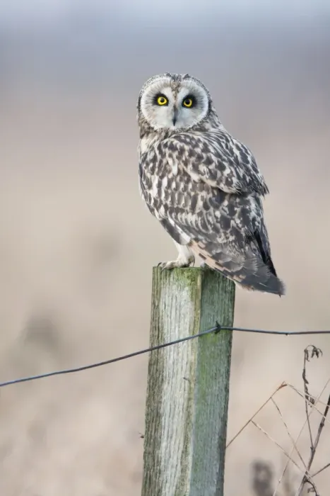 Framed Print : Short-eared Owl Framed Print : Short-eared Owl