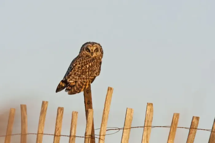 Framed Print : Short-eared Owl - on fence post - in early morning light. RI - USA - February Framed Print : Short-eared Owl - on fence post - in early morning light. RI - USA - February
