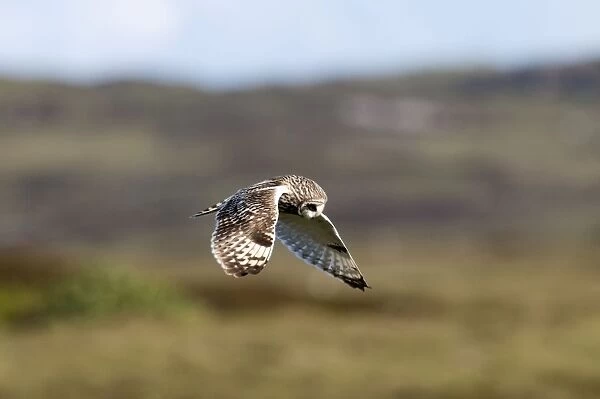 Short-eared Owl - hovering over moorland - North Uist - Outer Hebrides