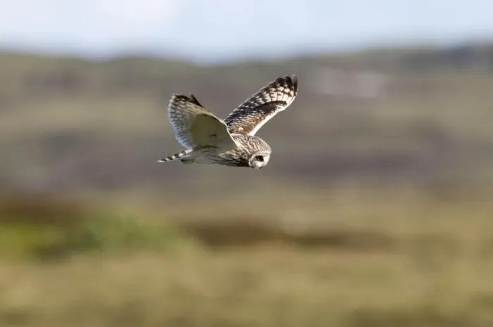 Framed Print : Short-eared Owl - hovering over moorland - North Uist - Outer Hebrides Framed Print : Short-eared Owl - hovering over moorland - North Uist - Outer Hebrides