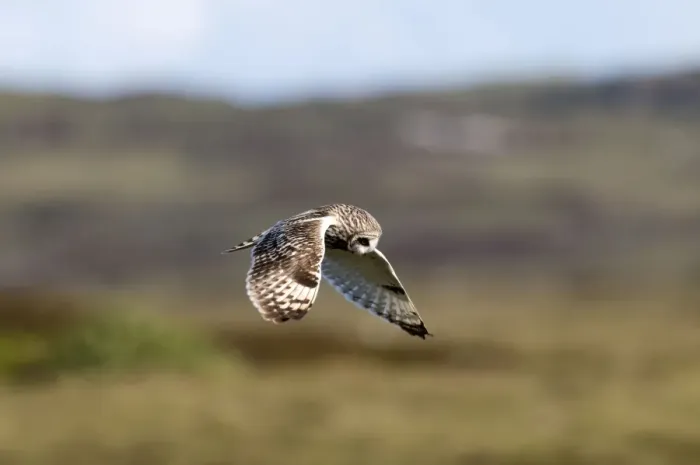 Framed Print : Short-eared Owl - hovering over moorland - North Uist - Outer Hebrides Framed Print : Short-eared Owl - hovering over moorland - North Uist - Outer Hebrides
