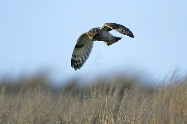Short-eared Owl-hunting over rough pasture land, Northumberland UK