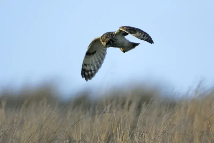 Framed Print : Short-eared Owl-hunting over rough pasture land, Northumberland UK Framed Print : Short-eared Owl-hunting over rough pasture land, Northumberland UK