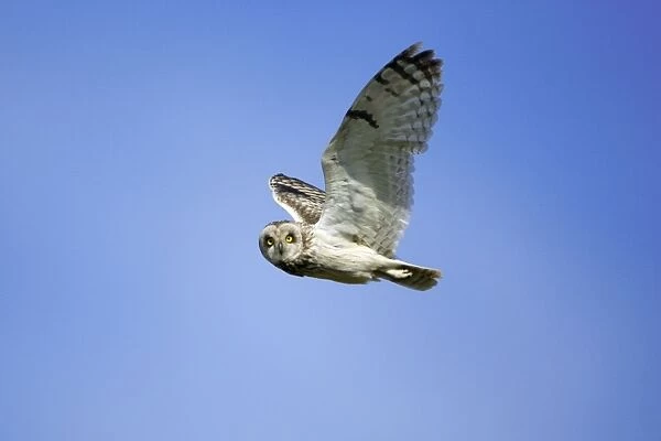 Short-Eared Owl-In flight National Park Neusiedlersee, Austria
