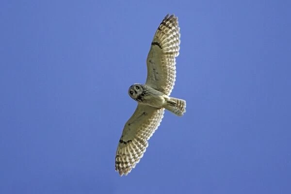 Short-Eared Owl-In flight National Park Neusiedlersee, Austria