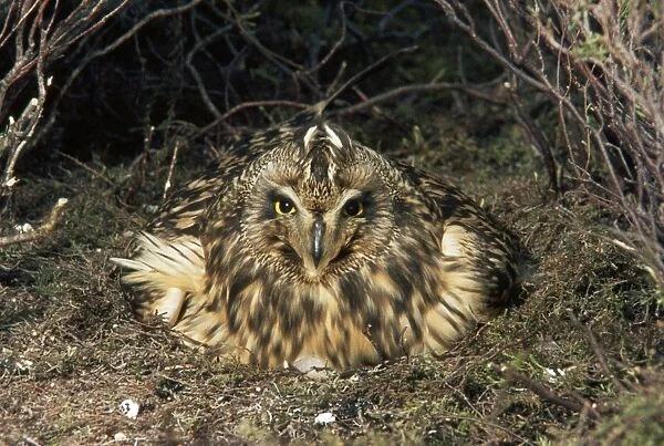 Short-eared Owl - on nest