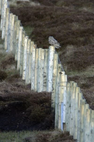 Short-Eared Owl - Perched on moorland forestry fence Northumberland, England
