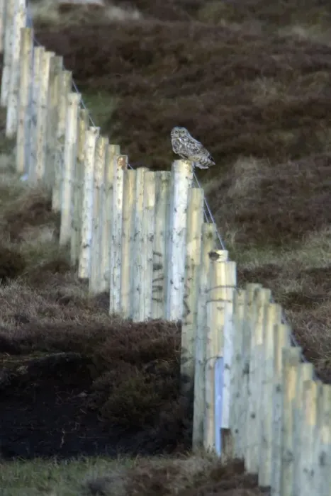 Framed Print : Short-Eared Owl - Perched on moorland forestry fence Northumberland, England