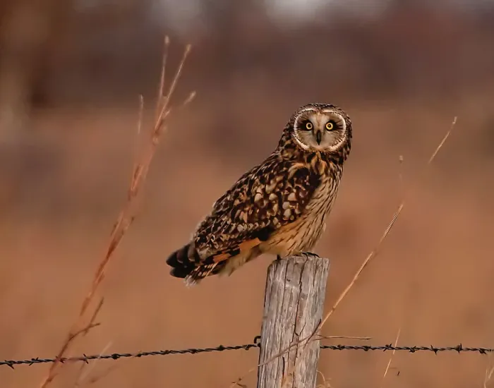 Framed Print : Short eared owl resting on fence post Date: 26-12-2020 Framed Print : Short eared owl resting on fence post Date: 26-12-2020