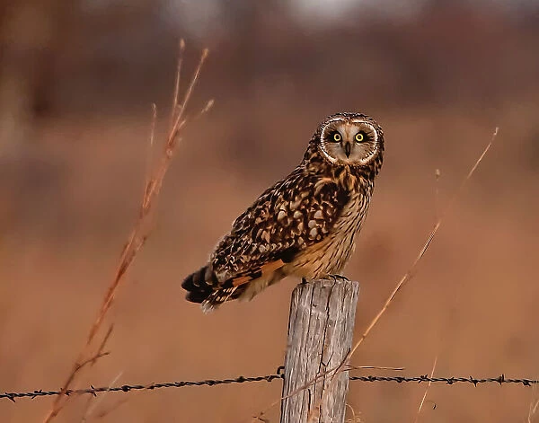 Short eared owl resting on fence post Date: 26-12-2020