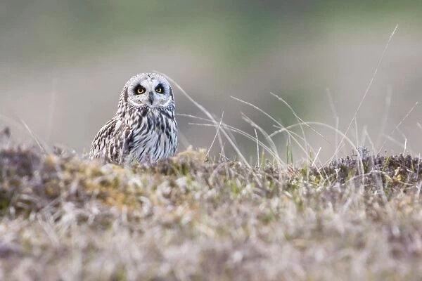 Short-eared owl - Single adult perching on moorland having failed to catch prey, North Uist, Scotland, UK