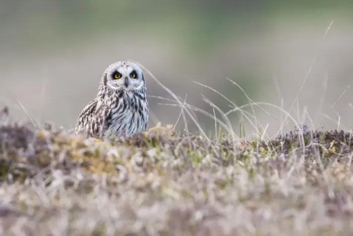 Framed Print : Short-eared owl - Single adult perching on moorland having failed to catch prey, North Uist, Scotland, UK Framed Print : Short-eared owl - Single adult perching on moorland having failed to catch prey, North Uist, Scotland, UK