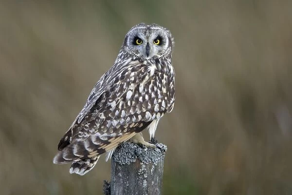Short-Eared Owl - Sitting on moorland fence post Northumberland, England