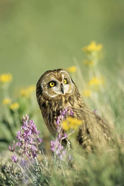 Short Eared Owl TOM 127 North America. Asio Flammeus © Tom & Pat Leeson  /  ARDEA LONDON