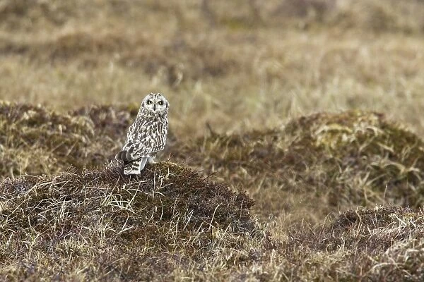 Short-eared Owl. Varanger Fjord - Norway