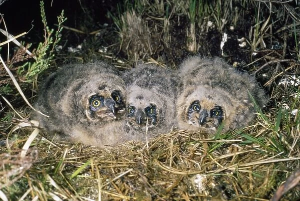 Short-eared Owl - young in nest