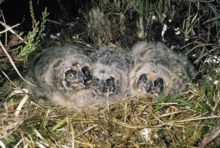 Framed Print : Short-eared Owl - young in nest Framed Print : Short-eared Owl - young in nest