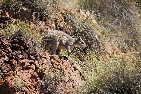 Short-eared Rock Wallaby Found only in the far north of tropical Australia. Inhabits cliffs, hills and gorges that occur in open grassy woodlands. Usually rests by day and feeds on grasses by night. At Lake Argyle, Western Australia