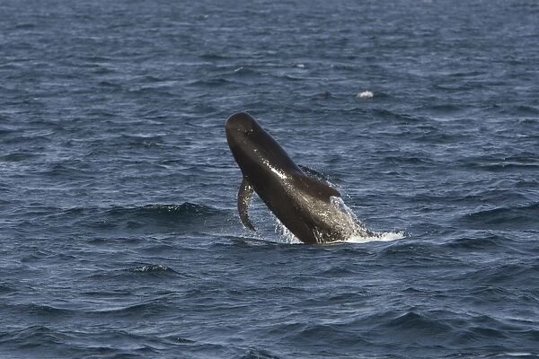 Short-finned Pilot Whale - breaching - Sea of Cortez - Baja California - Mexico