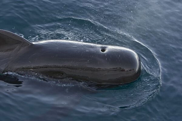 Short-finned Pilot Whale - Sea of Cortez - Baja California - Mexico