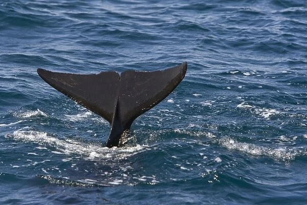 Short-finned Pilot Whale - Tail - Sea of Cortez - Baja California - Mexico