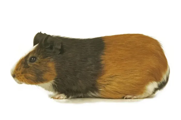 Framed Print : Short Haired Guinea Pig Framed Print : Short Haired Guinea Pig