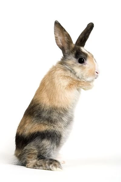 Short-haired Rabbit - on hind legs