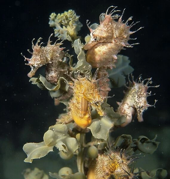 Short head seahorse - group on seaweed, Edithburgh, Yorke Peninsula, South Australia TED00368