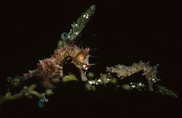 Framed Print : Short-headed Seahorses - courting pair (male on left) fam: Syngnathidae Edithburgh, Yorke Peninsula, South Australia KGH00698 Framed Print : Short-headed Seahorses - courting pair (male on left) fam: Syngnathidae Edithburgh, Yorke Peninsula, South Australia KGH00698
