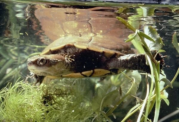 Short-Necked Swamp Turtle - Western Australia