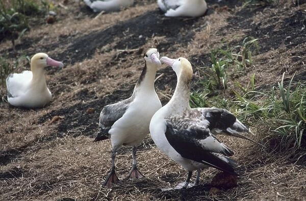 Short-tailed albatross - Courting. Torishima Island is a volcanic peak rising out of the Pacific Ocean, South of Japan and an important breeding ground for the Short-tailed albatross. Listed as Vulnerable (VU) on the IUCN Red List