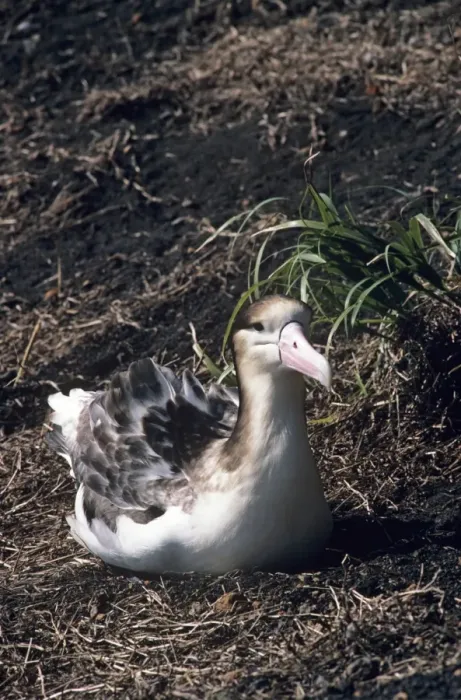 Framed Print : Short-tailed albatross - Immature. Torishima Island is a volcanic peak rising out of the Pacific Ocean, South of Japan and an important breeding ground for the Short-tailed albatross. Listed as Vulnerable (VU) on the IUCN Red List