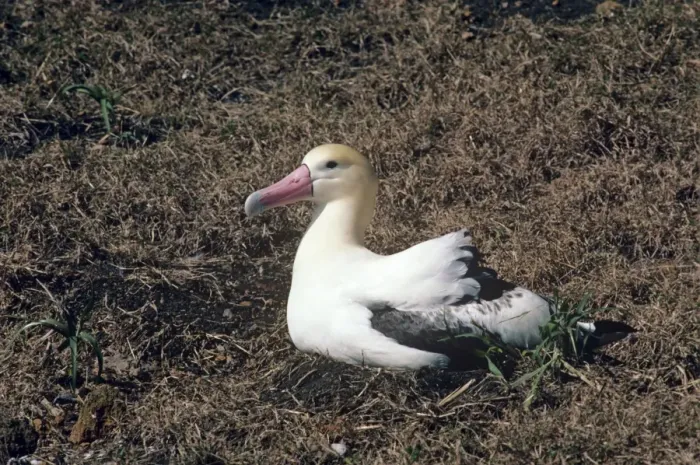 Framed Print : Short-tailed albatross - incubating. Torishima Island is a volcanic peak rising out of the Pacific Ocean, South of Japan and an important breeding ground for the Short-tailed albatross. Listed as Vulnerable (VU) on the IUCN Red List