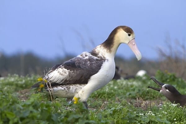 Short-tailed Albatross  /  Stellers Albatross - immature
