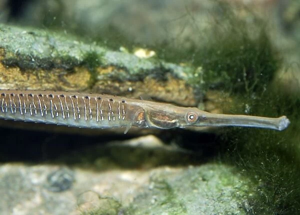 Short-tailed  /  Freshwater Pipefish - found in estuaries and coastal rivers, Sri Lanka, southern India, Nicobar Islands and east to Japan. Africa: east coast from Kenya to Natal, Madagascar and Mauritius