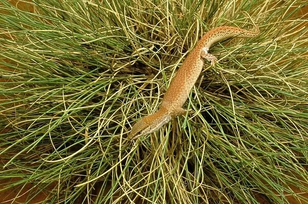 Short-tailed Pygmy Monitor - In grass - Central Australia JPF45684
