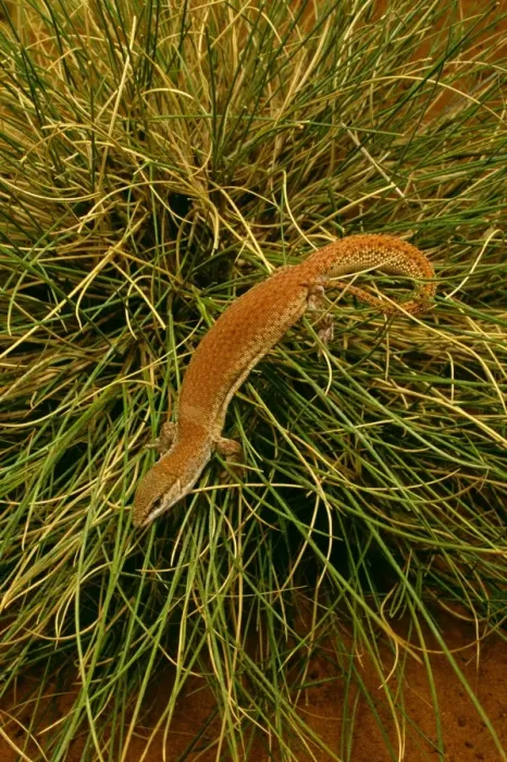 Framed Print : Short-tailed Pygmy Monitor - In grass - Central Australia JPF45682 Framed Print : Short-tailed Pygmy Monitor - In grass - Central Australia JPF45682