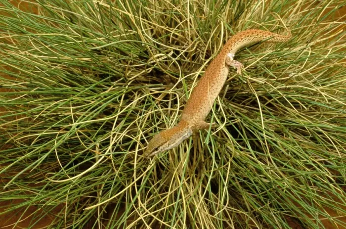 Framed Print : Short-tailed Pygmy Monitor - In grass - Central Australia JPF45684 Framed Print : Short-tailed Pygmy Monitor - In grass - Central Australia JPF45684