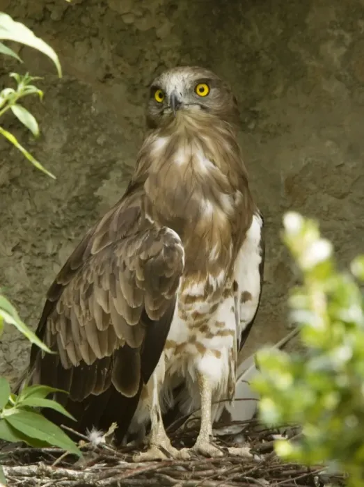 Framed Print : Short-toed Eagle Framed Print : Short-toed Eagle