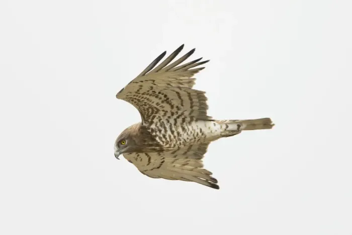 Framed Print : Short-toed Eagle - adult in flight hunting on migration over Tarifa Spain September Framed Print : Short-toed Eagle - adult in flight hunting on migration over Tarifa Spain September