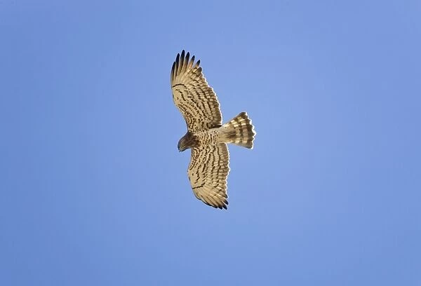 Short-toed Eagle - adult in flight on migration over Tarifa Spain September