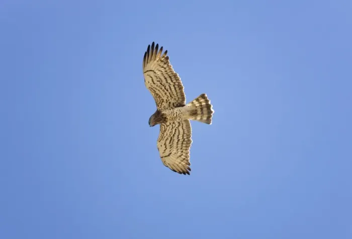 Framed Print : Short-toed Eagle - adult in flight on migration over Tarifa Spain September Framed Print : Short-toed Eagle - adult in flight on migration over Tarifa Spain September