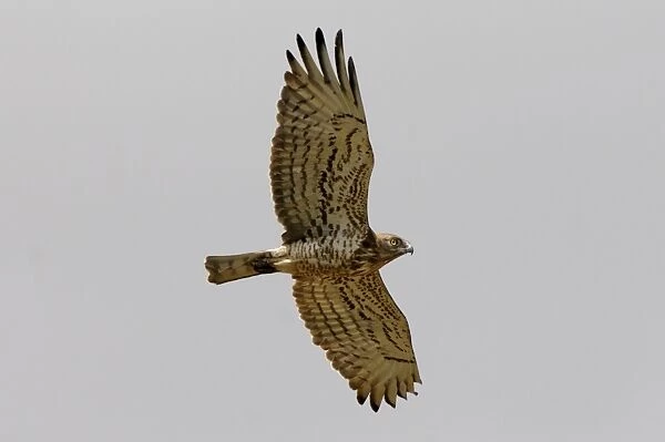 Short-toed Eagle - adult on migration Southern Spain