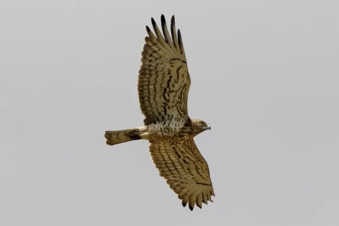 Framed Print : Short-toed Eagle - adult on migration Southern Spain Framed Print : Short-toed Eagle - adult on migration Southern Spain